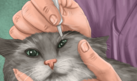 How to Choose the Best Tear Stain Remover for Cats