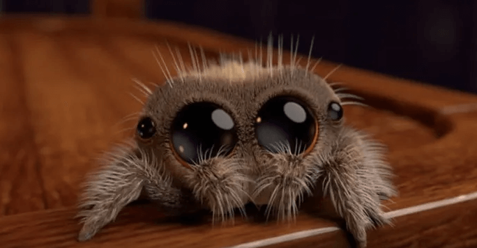 Cute:6h8zi8ucc_4= Tarantula