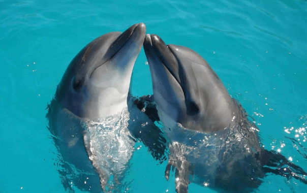 Cute:6ieo-Qnqukg= Dolphins