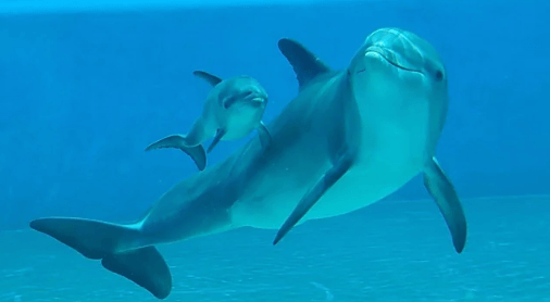 Cute:6ieo-Qnqukg= Dolphins