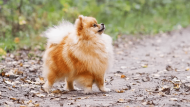 Tiny:Vspf48zfklu= Pomeranian