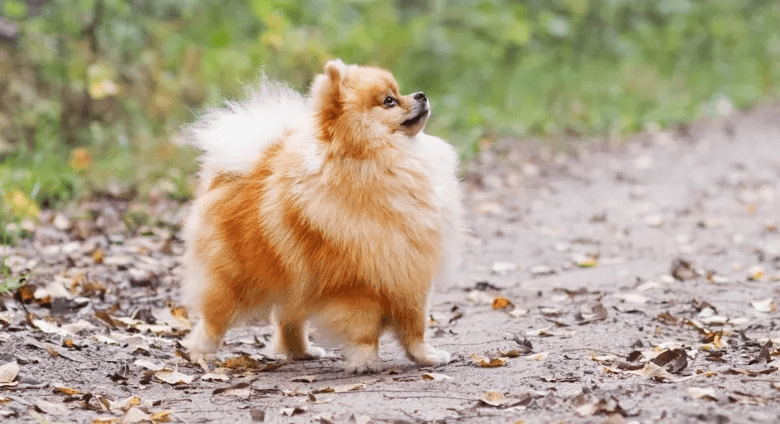 Tiny:Vspf48zfklu= Pomeranian