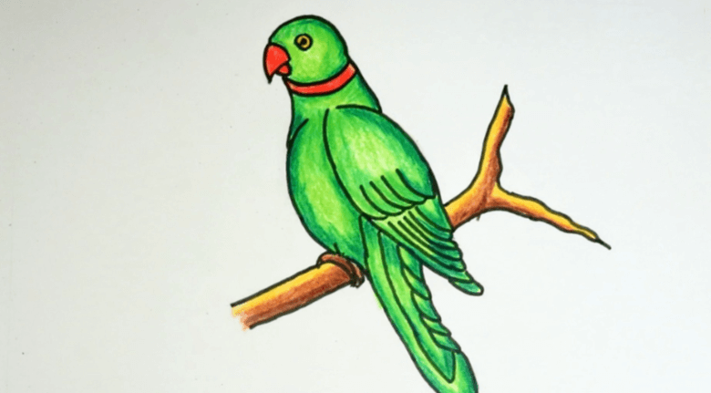 Drawing:5ahwfb0-D0e= Parrots