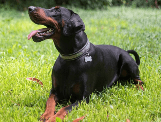 Doberman Puppies