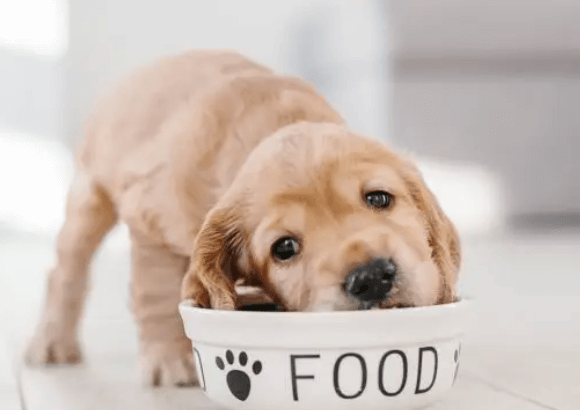 Best Puppy Food Options in Australia