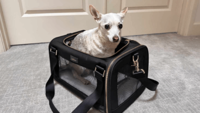 How to Choose the Best Carrier for Your Pet’s Air Travel