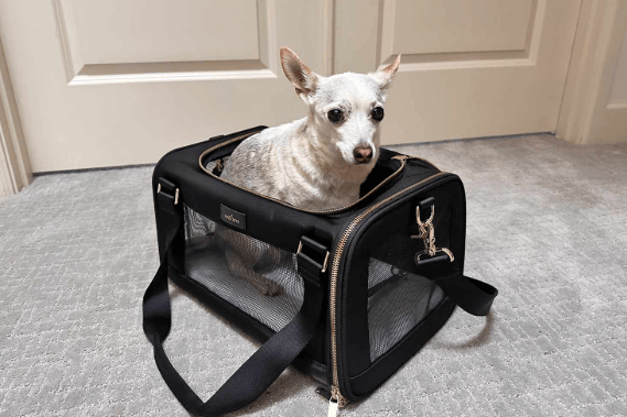 How to Choose the Best Carrier for Your Pet’s Air Travel