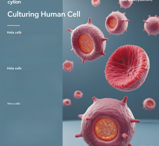 Vero Cells