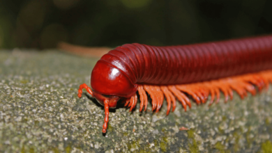 The Living Clean-Up Crew: Investing in Micro fauna for a Balanced Vivarium