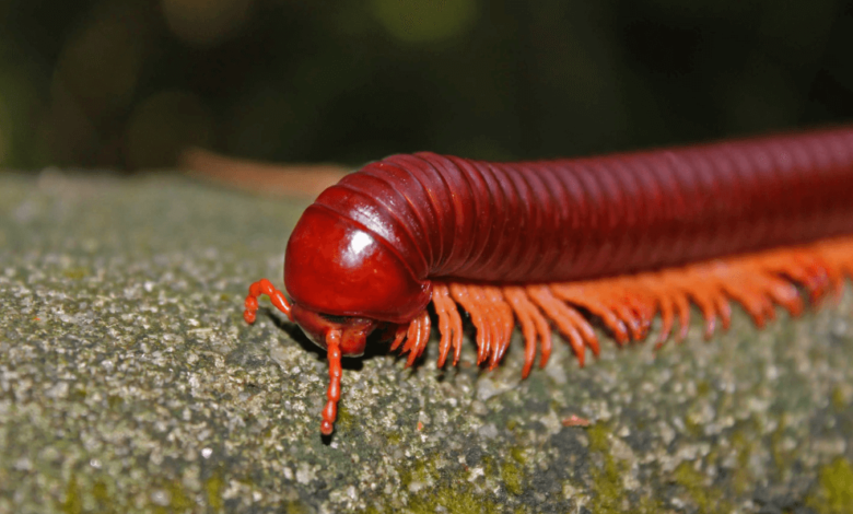 The Living Clean-Up Crew: Investing in Micro fauna for a Balanced Vivarium
