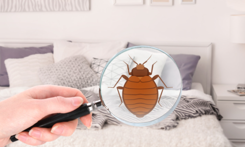 How to Know If You’re Being Bitten by Bed Bugs at Night
