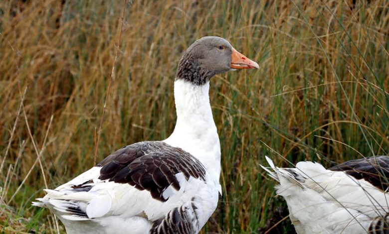 behavioral score data analysis