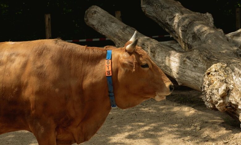 identification log details provided