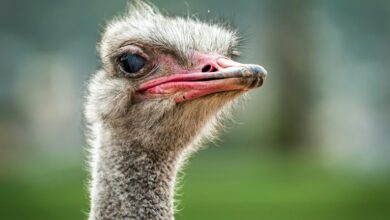 hokroh14210 specific features highlighted