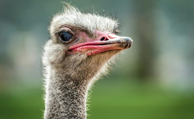 hokroh14210 specific features highlighted