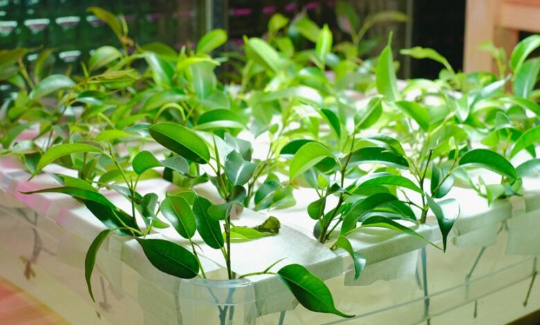 digital growth system kjdtgkfytn