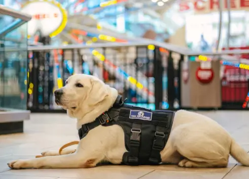 How Professional Dog Training Services Enhance Family Harmony